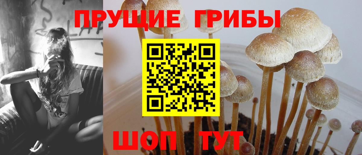 Галлюциногенные грибы Psilocybe  Вход с VPN  Псилоцибиновые грибы Psilocybe  Мирный 